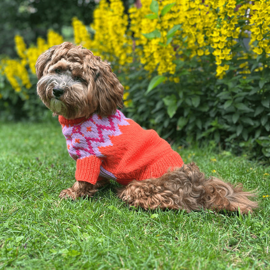 Bichon Havanais - Maglione per cani
2