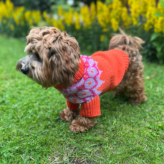 Bichon Havanais - Maglione per cani
3
