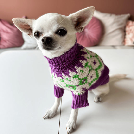 Chihuahua - Maglione per cani
4