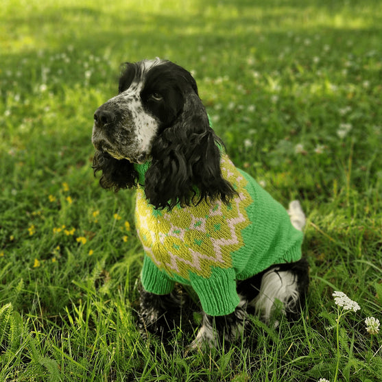 Cocker Spaniel - Maglione per cani
2