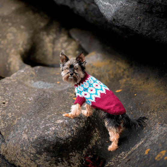 Yorkshire Terrier - Maglione per cani
2