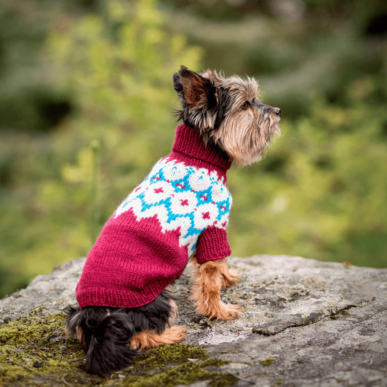 Yorkshire Terrier - Maglione per cani
3