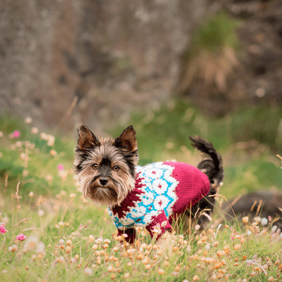 Yorkshire Terrier - Maglione per cani
4