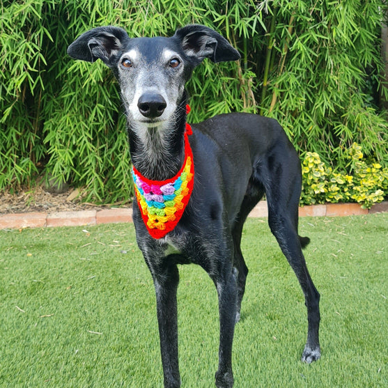Dandy - Bandana per cane
4