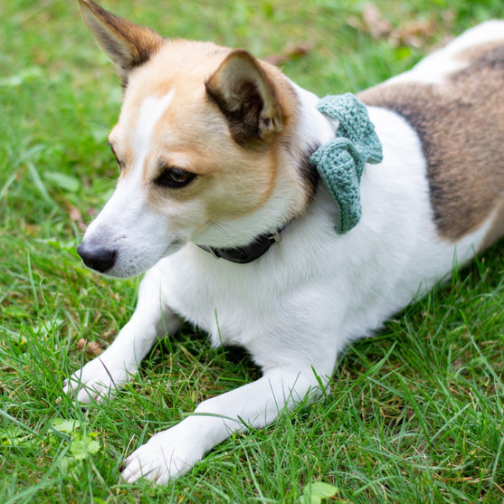 Wow Bow - Fiocco per cani
3