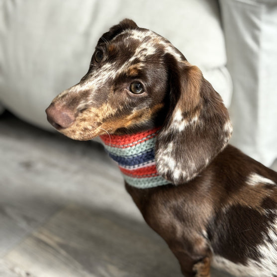 Wes - Sciarpa per cani
2