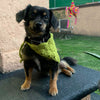 

Cuddly Wrap - Bandana per cane
5