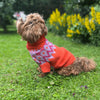 

Bichon Havanais - Maglione per cani
1