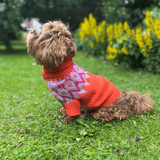 

Bichon Havanais - Maglione per cani
1
