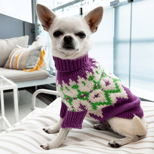 Chihuahua - Maglione per cani