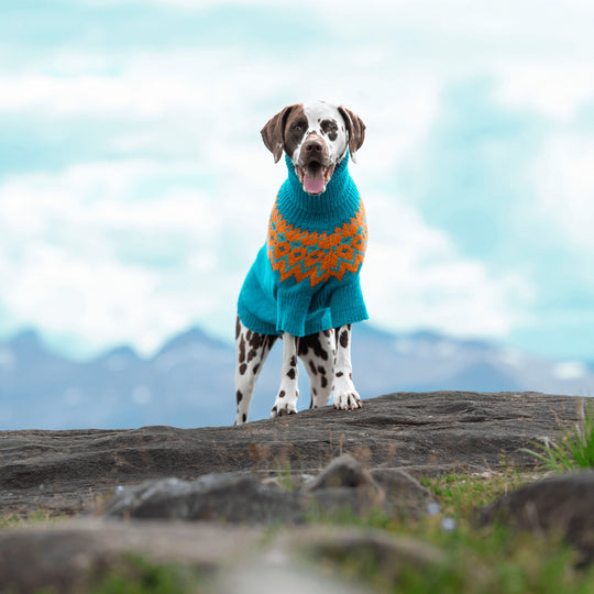 Dalmata - Maglione per cani