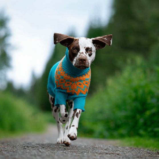 

Dalmata - Maglione per cani
2