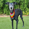

Dandy - Bandana per cane
4