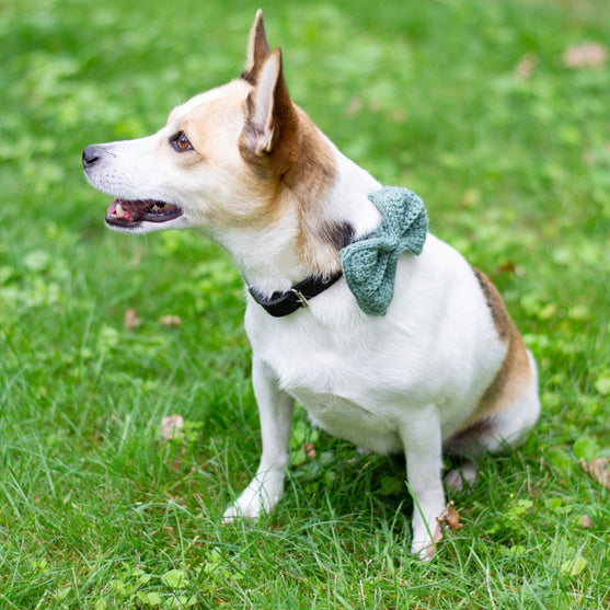 

Wow Bow - Fiocco per cani
1