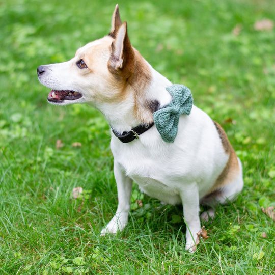Wow Bow - Fiocco per cani