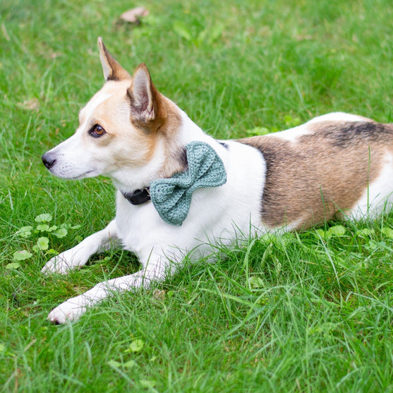 

Wow Bow - Fiocco per cani
2