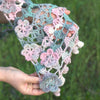 

Romance - Scialle
7