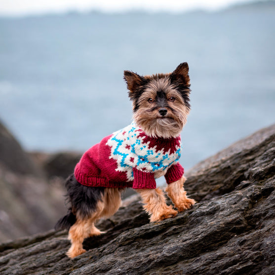 

Yorkshire Terrier - Maglione per cani
1